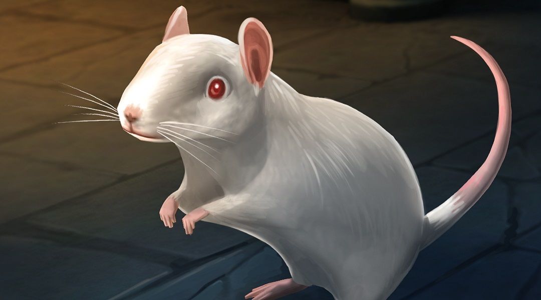harry potter hogwarts mystery pet rat