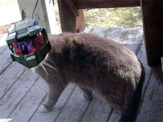 more halo cat helmets now available from weta