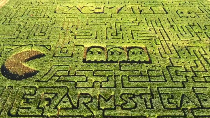 The expanse of the maze.