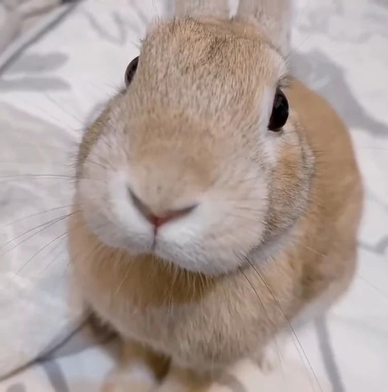 User Display Picture