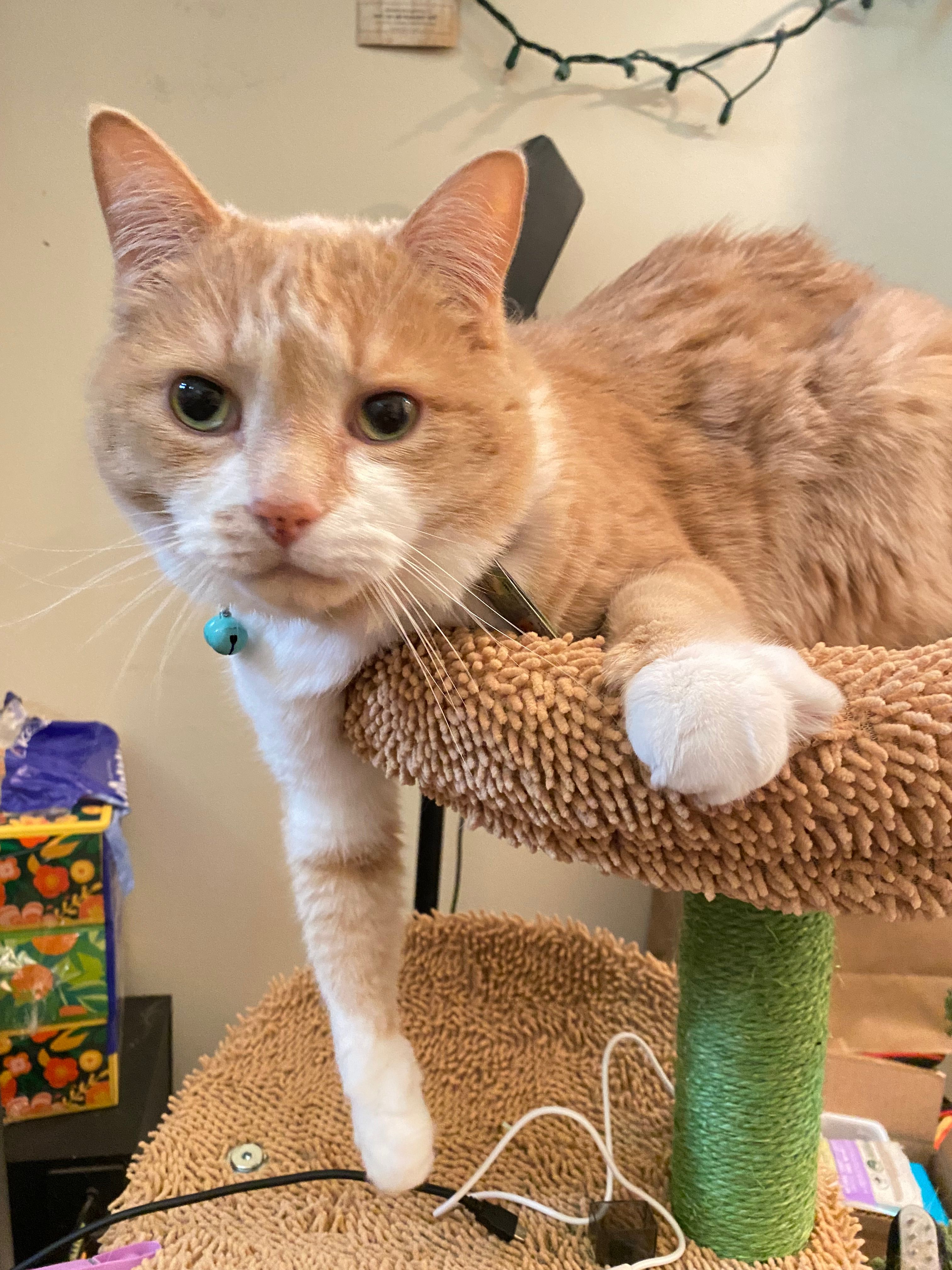 User Display Picture