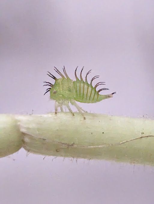 User Display Picture