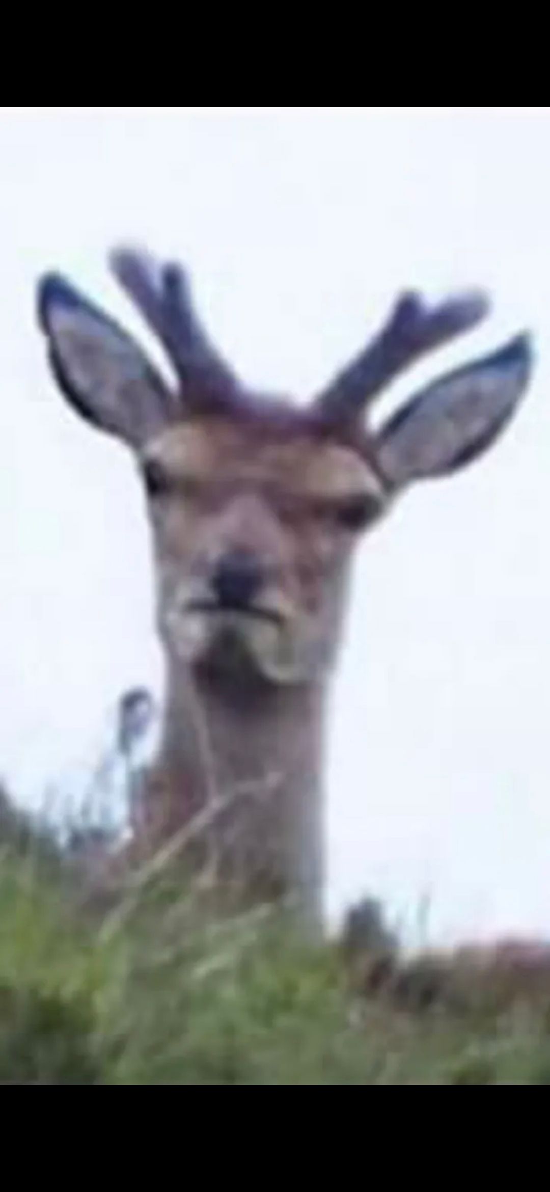 User Display Picture