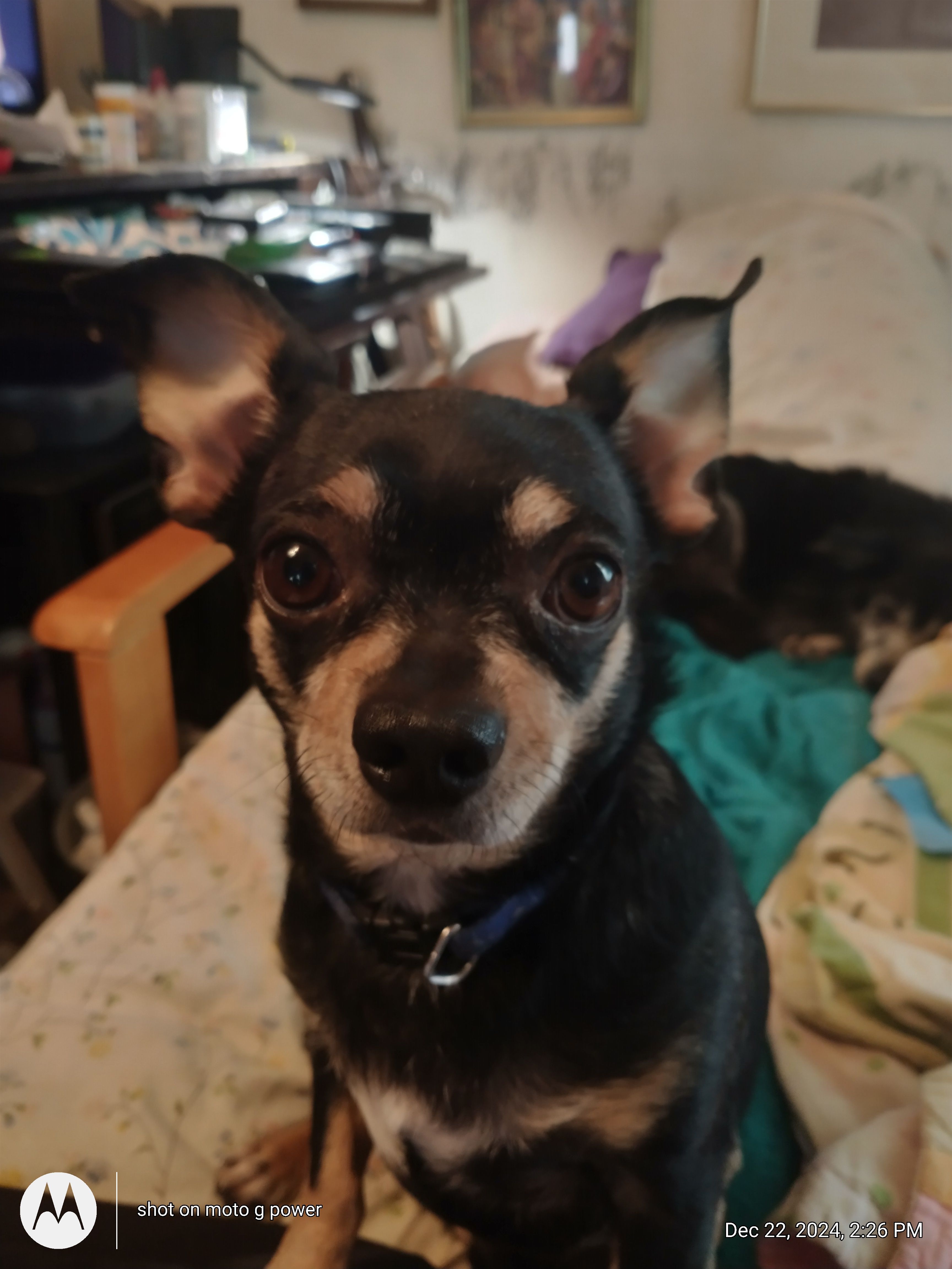 User Display Picture