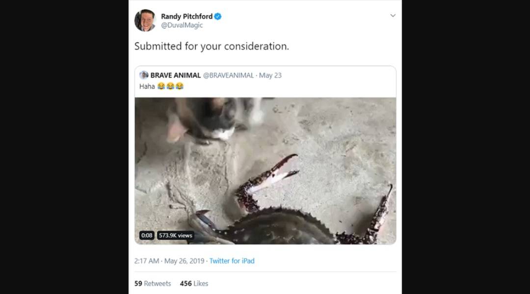 randy pitchford cat video animal cruelty