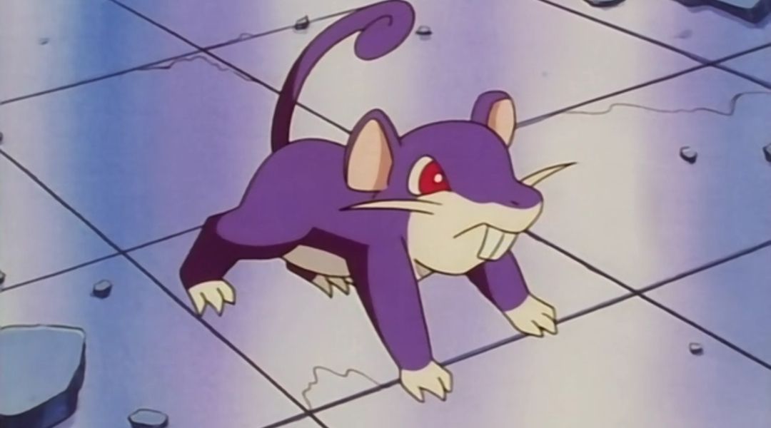 rattata