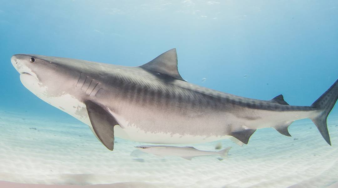 tiger shark