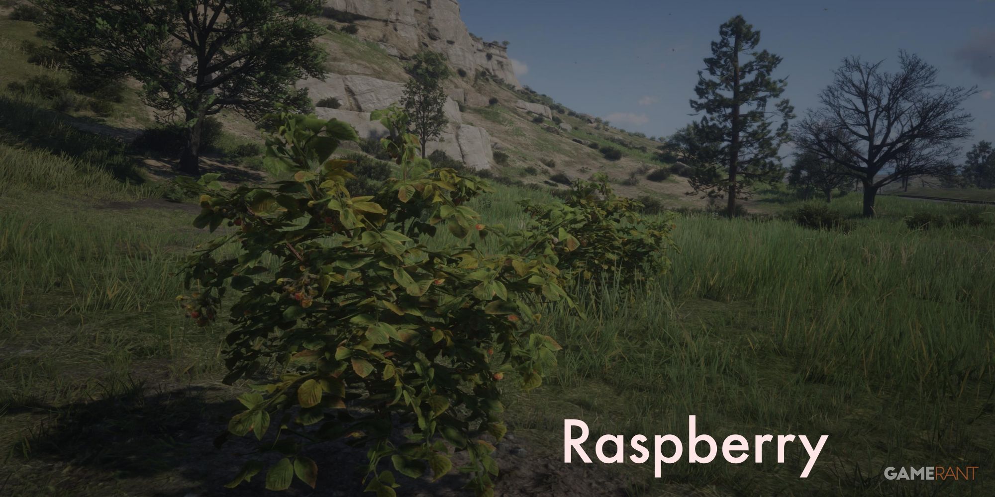 Red Dead Redemption 2 Where to Find All Berries