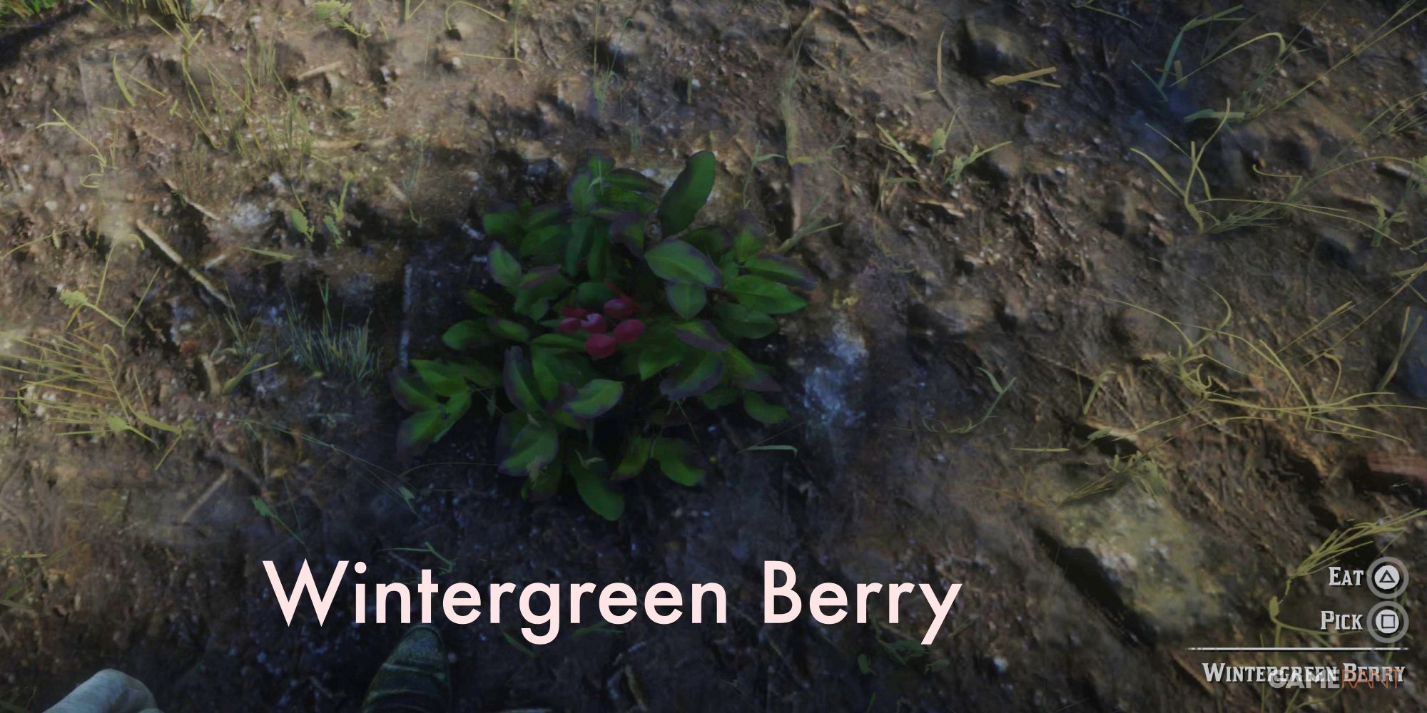 Red Dead Redemption 2 Where to Find All Berries