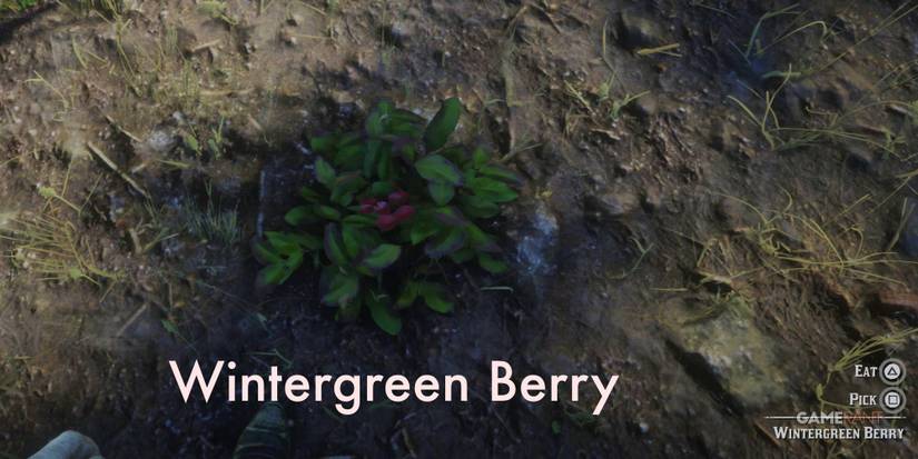 RDR2-Berries-Wintergreen-Berry