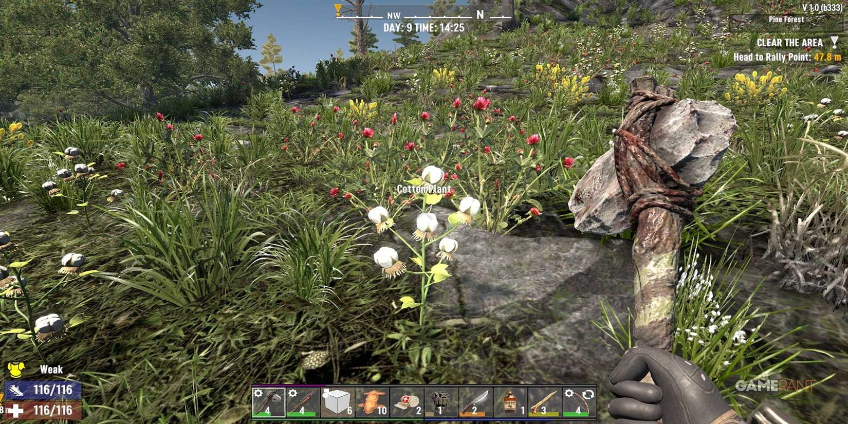 A Cotton Plant In 7 Days To Die