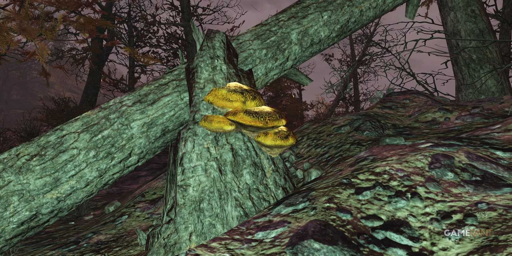 Blight in Fallout 76