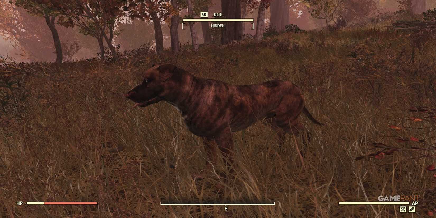 Friendly Dog in Skyline Valley