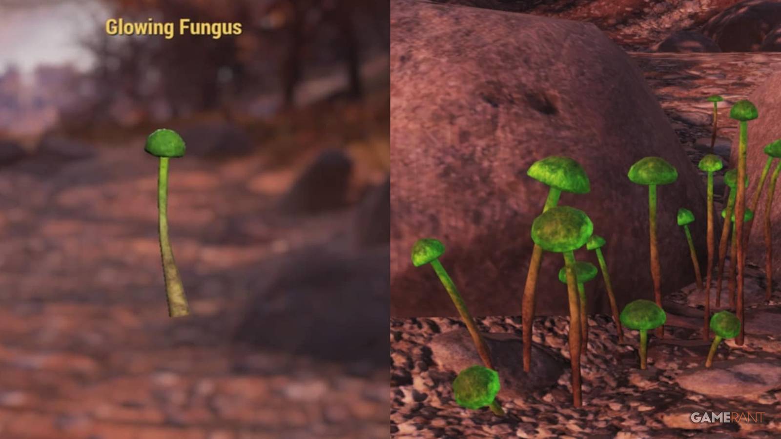 Farming Glowing Fungus In Fallout 76