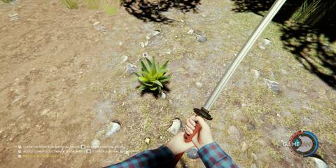 Aloe Plant In The Forest