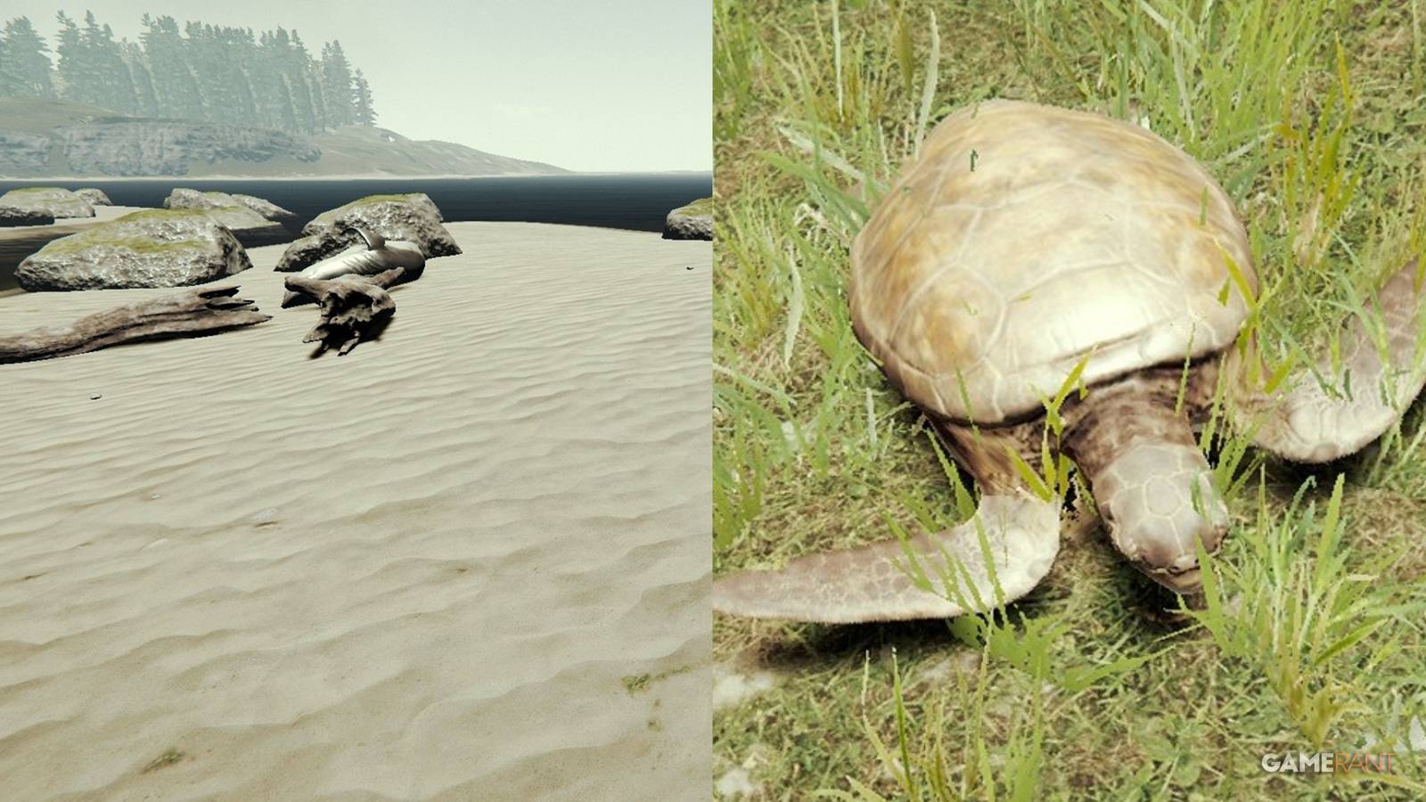 Finding Turtles In The Forest