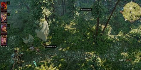 Characters spotting the Blackroot Plant in Cloisterwood