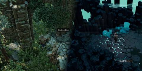 Featured image for Divinity - Original Sin 2 showcasing the Blackroot Plant and Hall of Echoes