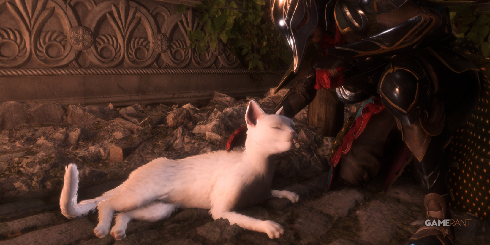 Rook petting a cat in Treviso, Antiva