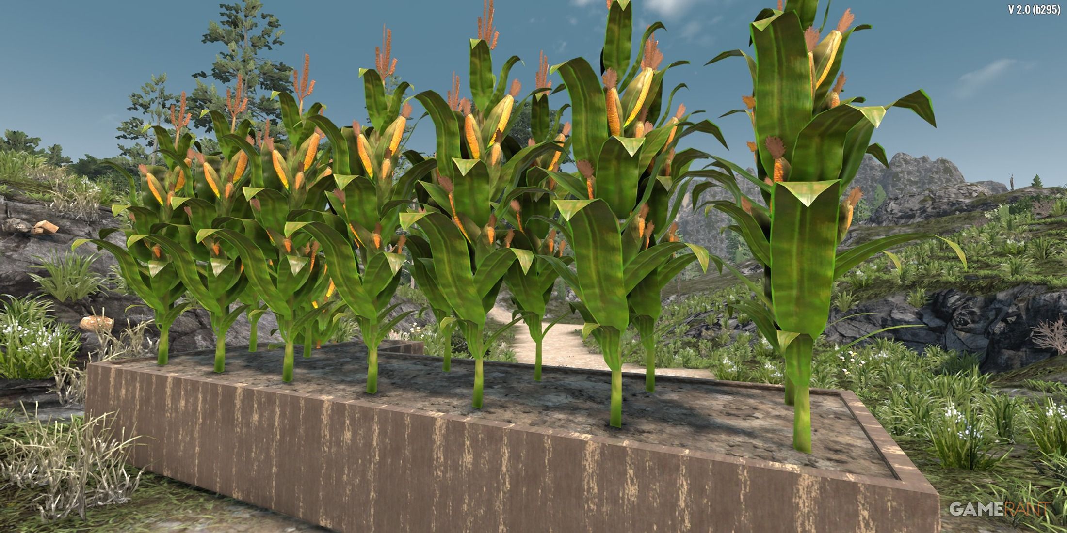 The image of the super maize