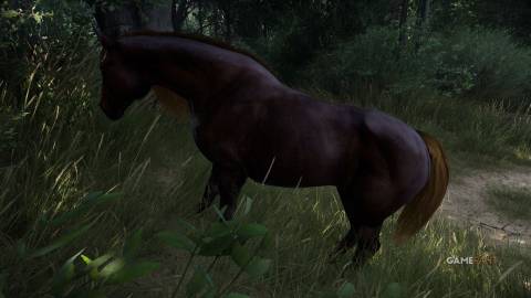 Kingdom Come Deliverance 2 - Meadow Horse