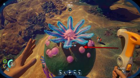 Sub2-Strong-Acid-Necrolei-Cysts-Collect