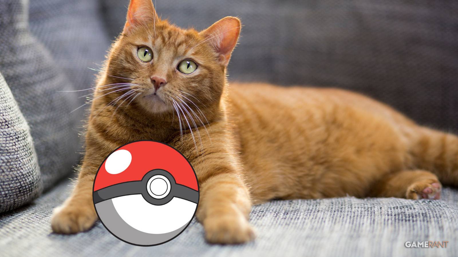 New Free Game is Like Pokemon GO, But With Real Cats New Free Game is Like Pokemon GO, But With Real Cats